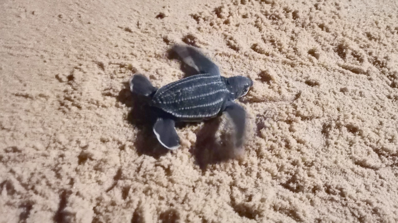 ฟักแล้วลูกเต่ามะเฟือง รังที่ 3 พังงา แข็งแรงมาก เดินลงทะเล 21 ตัว 