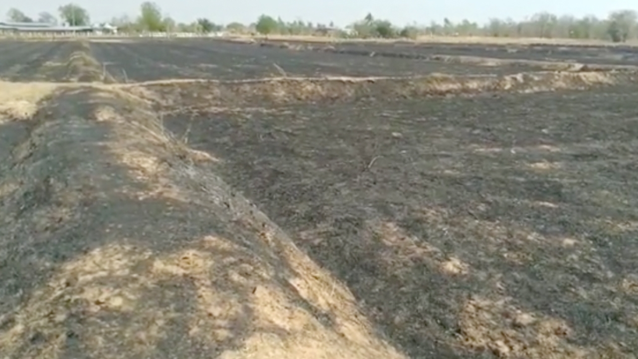 พ่อเฒ่า 81 จุดไฟเผาซังข้าว โชคร้ายลมแรงโหมลามวอด คลอกร่างดับคาทุ่งนา