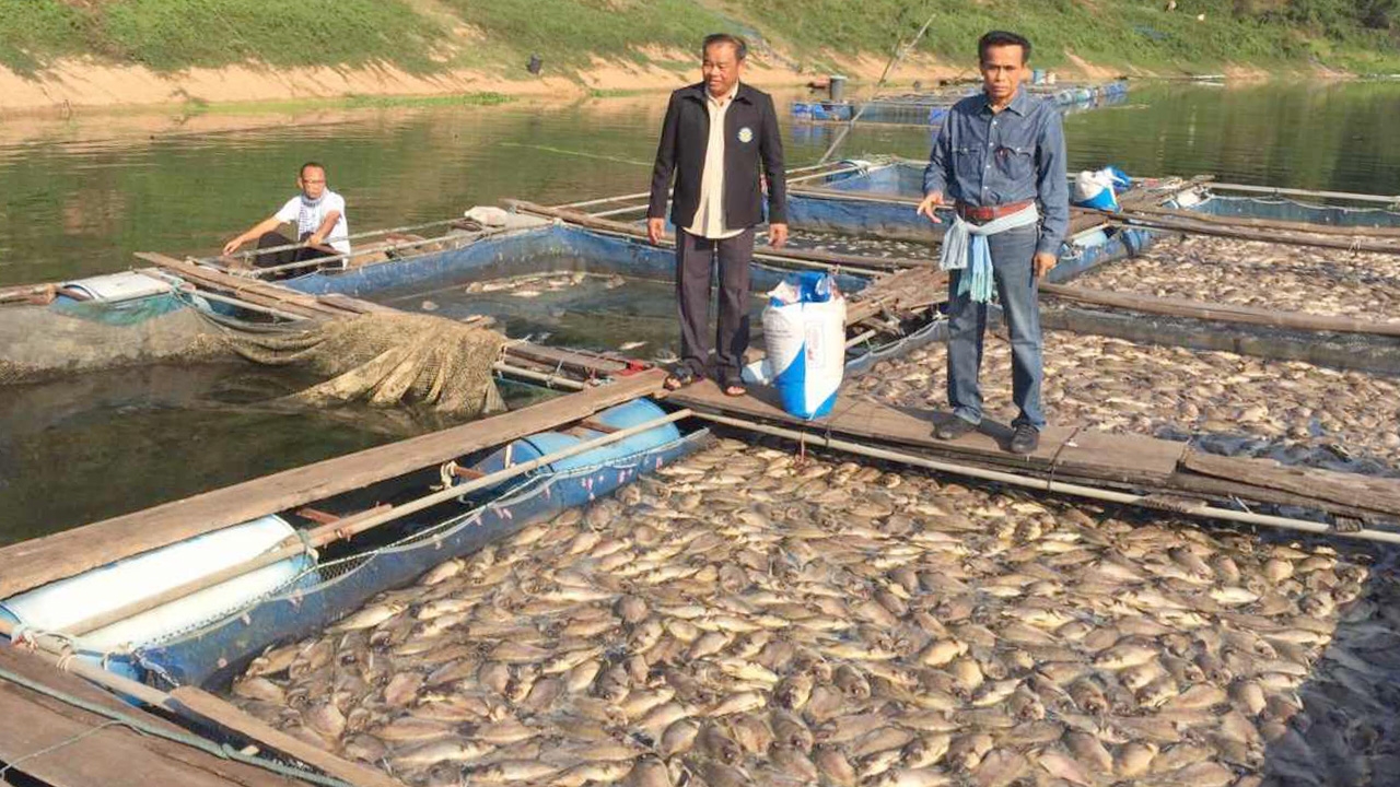 ฝนตก 3 วัน ทำปลากระชังแม่น้ำสงครามตาย 300 ตัน เจ๊ง 20 ล้าน 