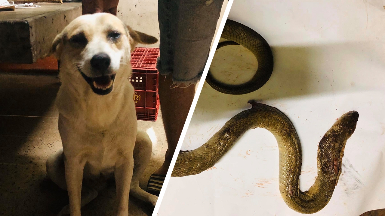 สองตูบตาหวิดบอด โดนงูเห่าพ่นพิษใส่ ขณะต่อสู้ปกป้องเจ้านาย