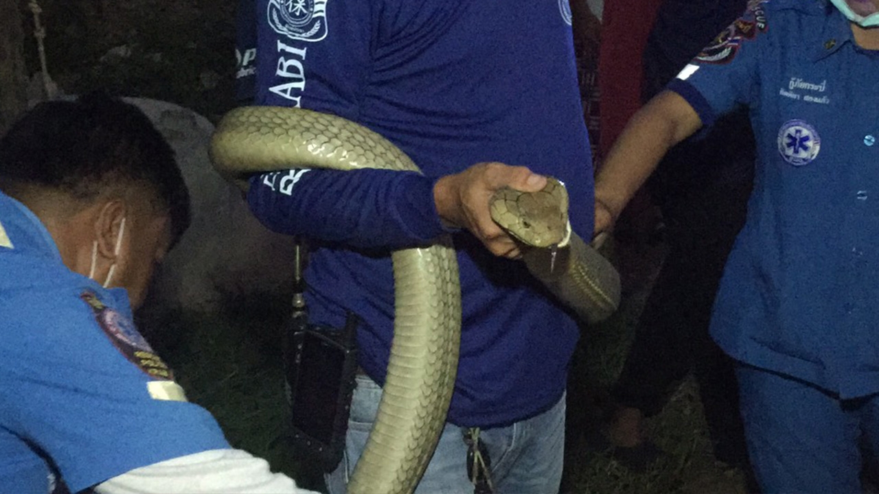 หนุ่มกระบี่ช็อกตาตั้งเผลอหลับตื่นอีกที "งูจงอาง" เลื้อยทับอยู่บนหน้าอก