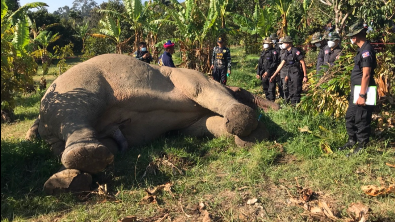 ปิดตำนาน "สีดอแดง" ช้างป่าเจ้าถิ่นจันทบุรี ไฟช็อตตายคาสวนทุเรียน