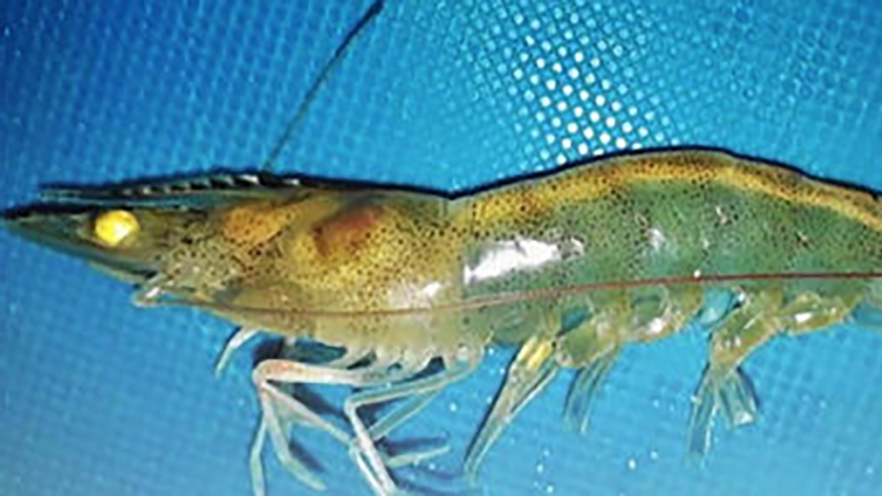 สังเกตกุ้งแวนนาไม เฝ้าระวัง..โรคขี้ขาว