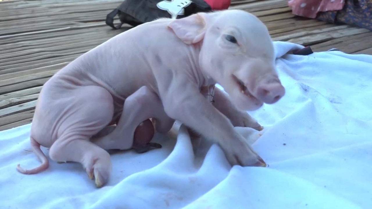 พบลูกหมู เกิดมามี 8 ขา ตายายป้อนนม เชื่อให้โชค