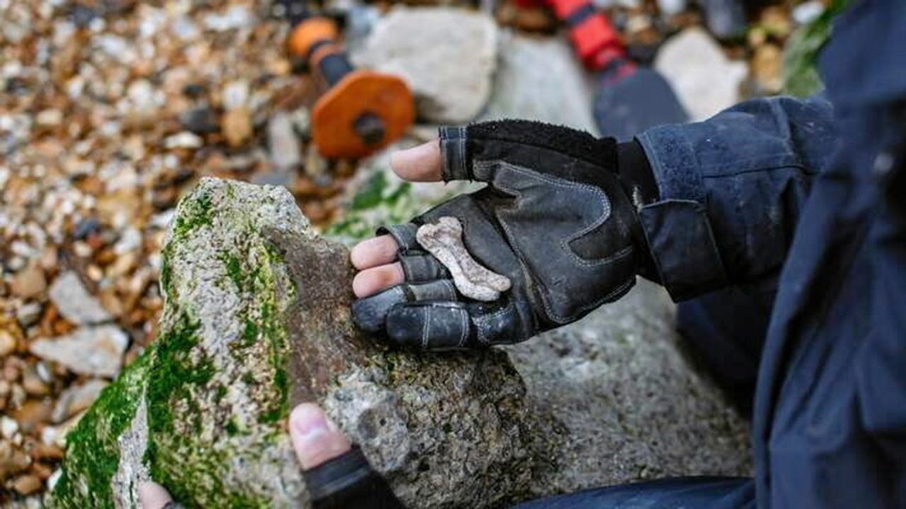 พบฟอสซิลโบราณในกำแพงกันคลื่นเก่า