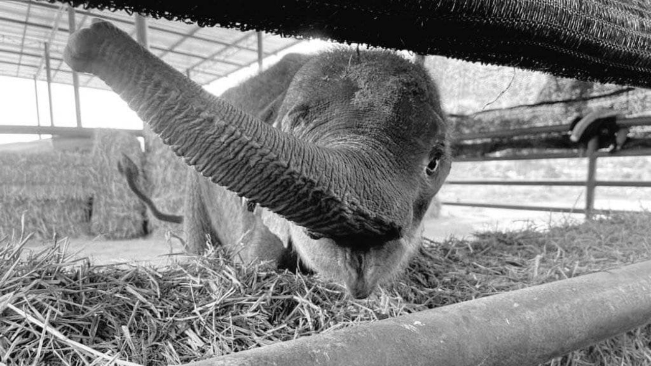 สุดเศร้า "พังฟ้าใส" ลูกช้างป่าวัย 3 เดือน ตายแล้ว