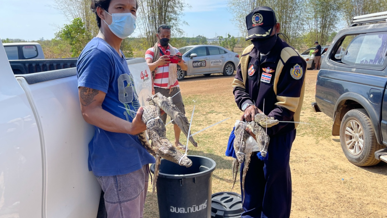 มาจากไหน จระเข้น้อยลอยคอในสระน้ำหมู่บ้าน คาดมีเป็นร้อยตัว