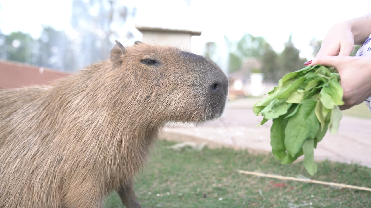 อัปเดตอาการ "จอนนี่" คาปิบาราโดนทำร้าย กินอาหารได้ปกติ เริ่มกลัวคนเล็กน้อย