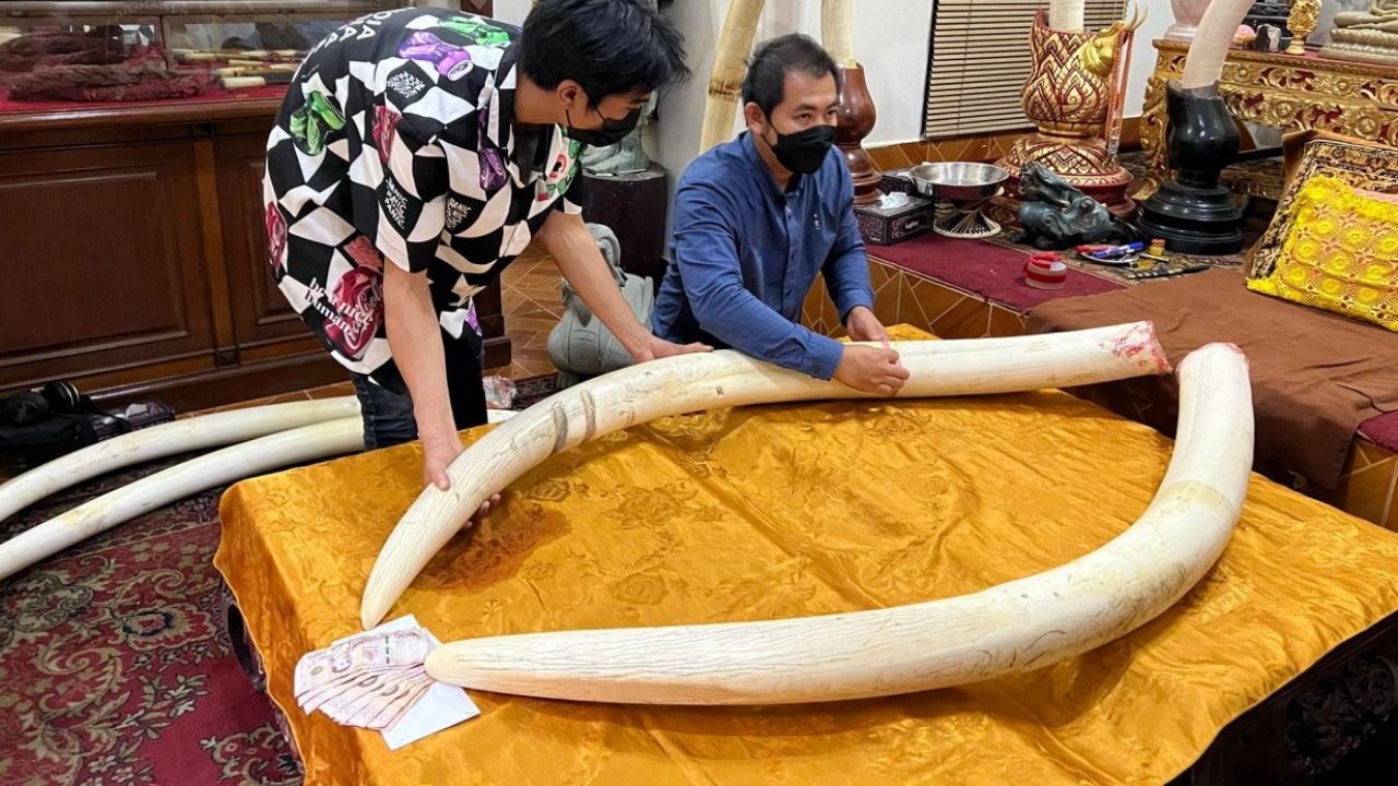 เปิดประมูลงาช้างพลายบุญชัย อายุ 51 ปี เริ่มเคาะที่ 25 ล้าน