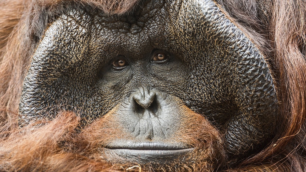 วิจัยพบแม่อุรังอุตัง มีส่วนร่วมให้ลูกเรียนรู้