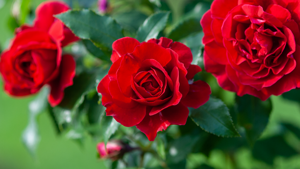 .รู้จัก 10 ดอกไม้มงคล เสริมดวง ปลูกแล้วร่มเย็นเป็นสุข.