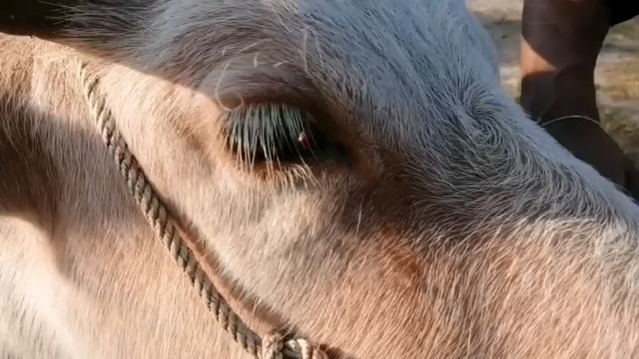 วัดค้างค่าสร้างโบสถ์ อาจไม่ต้องขายควายใช้หนี้  มีคนบริจาคแล้ว 4 แสน