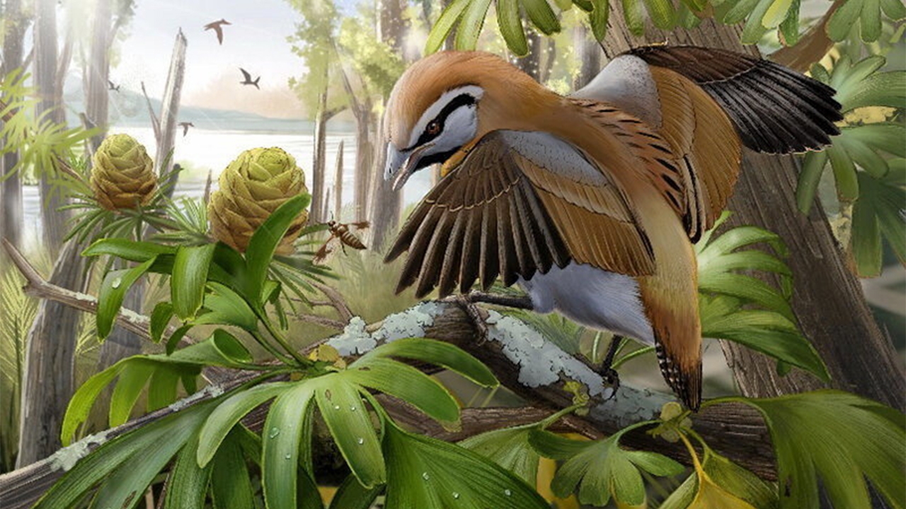 นักวิจัยค้นพบซากฟอสซิลนกโบราณที่แลบลิ้นออกมาได้
