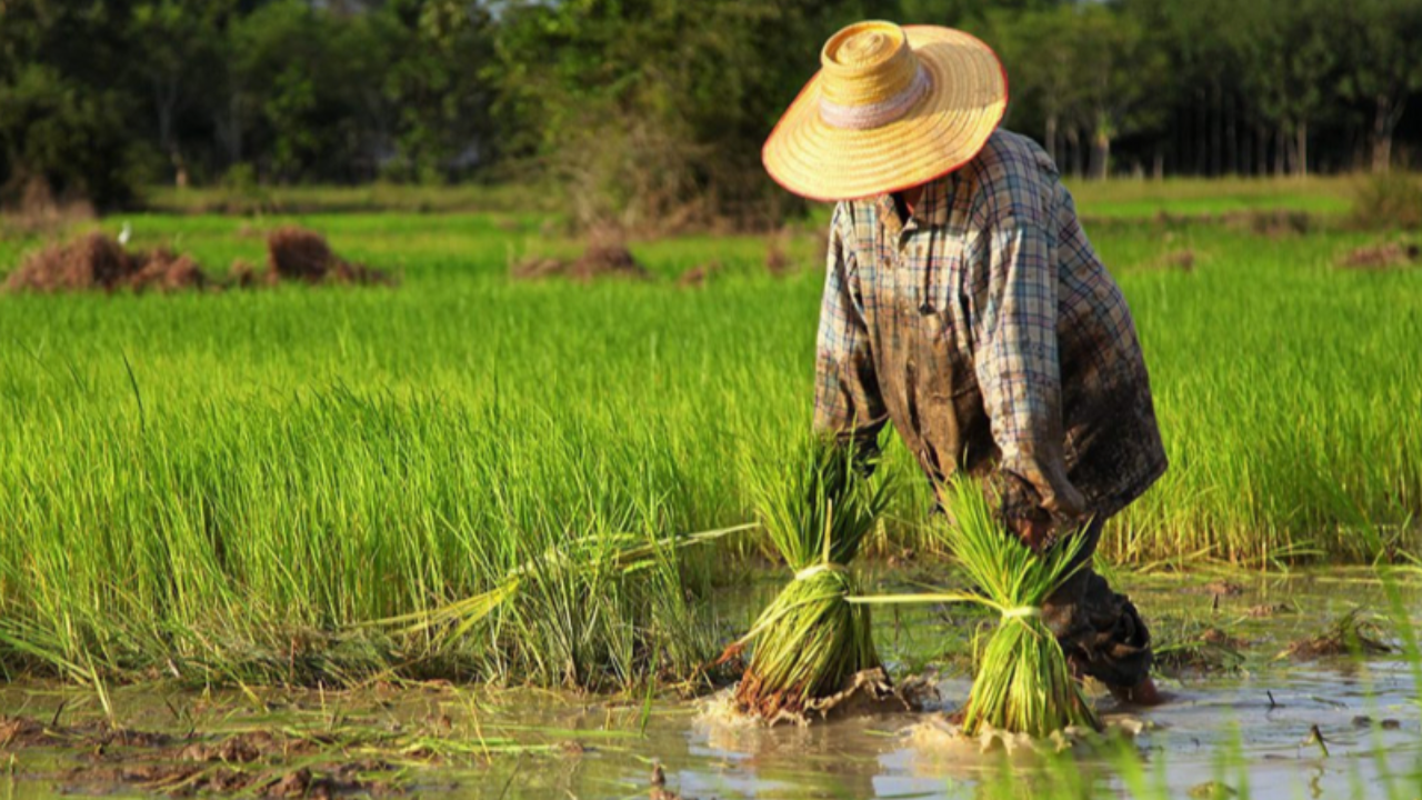 "บิ๊กตู่" จ่อ ลุย"สุพรรณบุรี" พรุ่งนี้ มอบเงินช่วยเกษตรกรผู้ปลูกข้าว