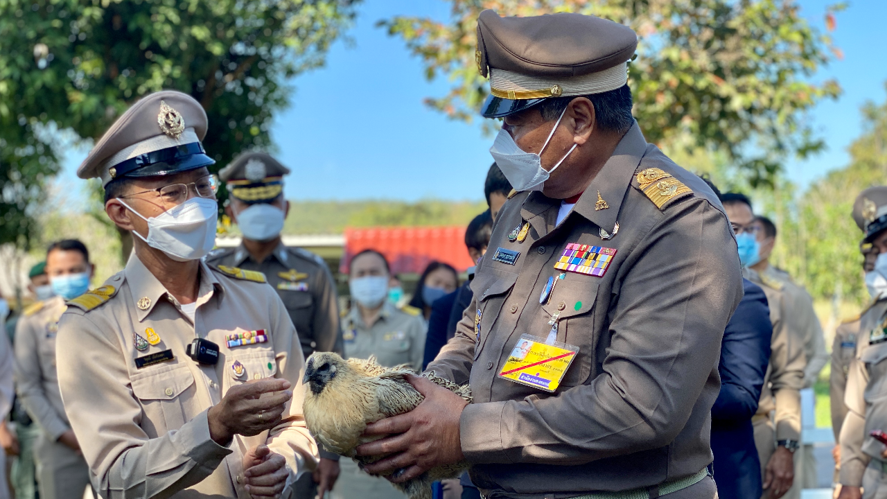 "ศูนย์ฯภูพาน" เปิดตัวไก่หวายดำ 4 ฉลอง 39 ปี ตอบโจทย์เกษตรกรคนรุ่นใหม่