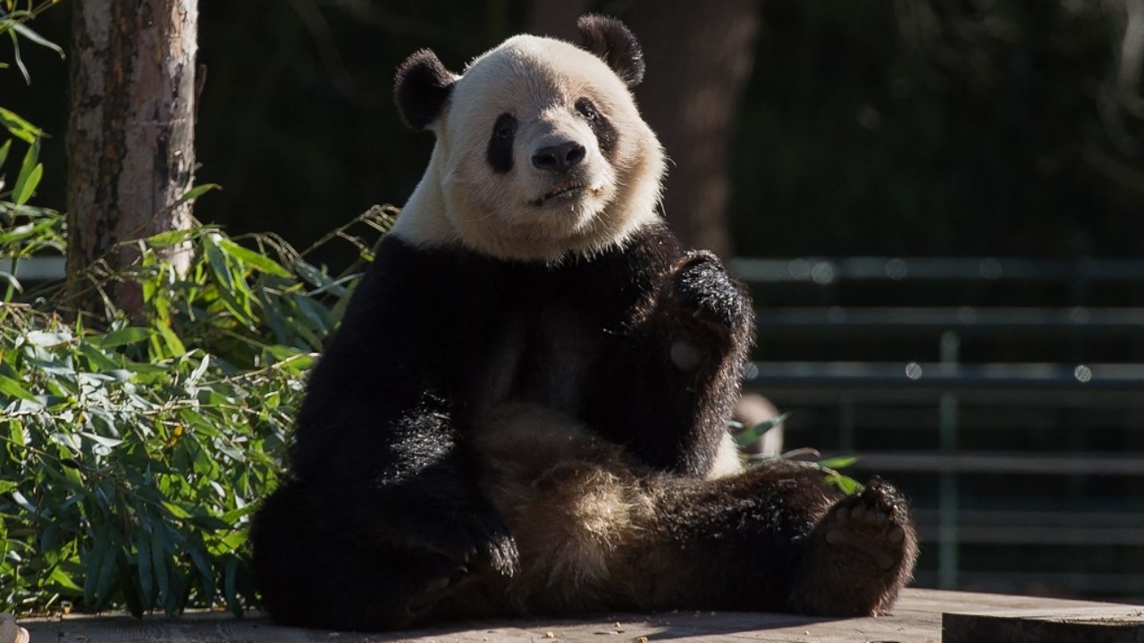  นักท่องเที่ยวแตกตื่น แพนด้ายักษ์ปีนกำแพงหนีจากกรงสวนสัตว์ปักกิ่ง (คลิป)
