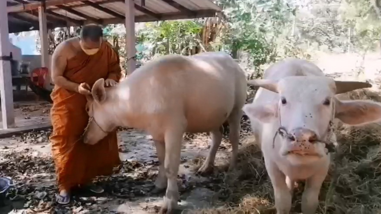 หลวงพ่อโพสต์ อาตมาไม่ไหวแล้ว ตัดใจขายควายเผือก ใช้หนี้ค่าสร้างโบสถ์