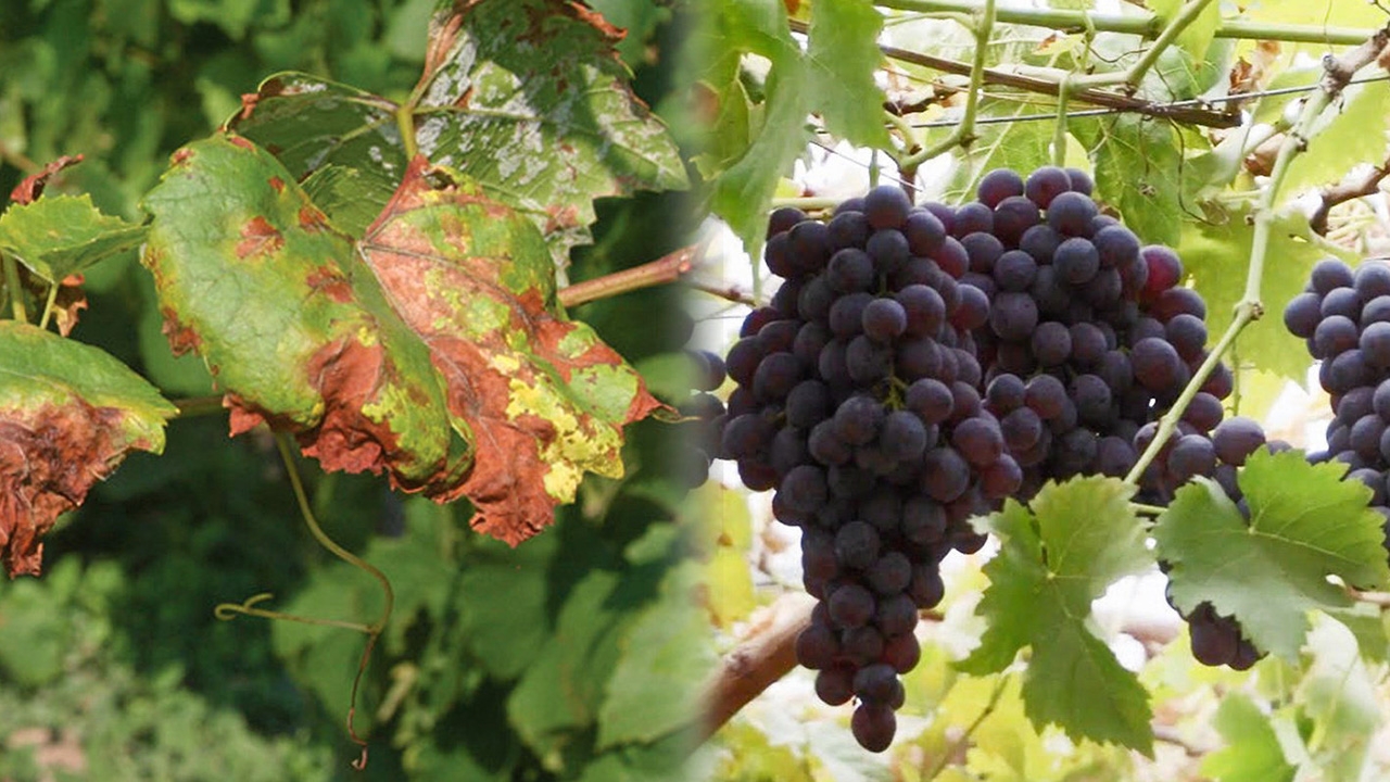 องุ่นระวังราน้ำค้าง