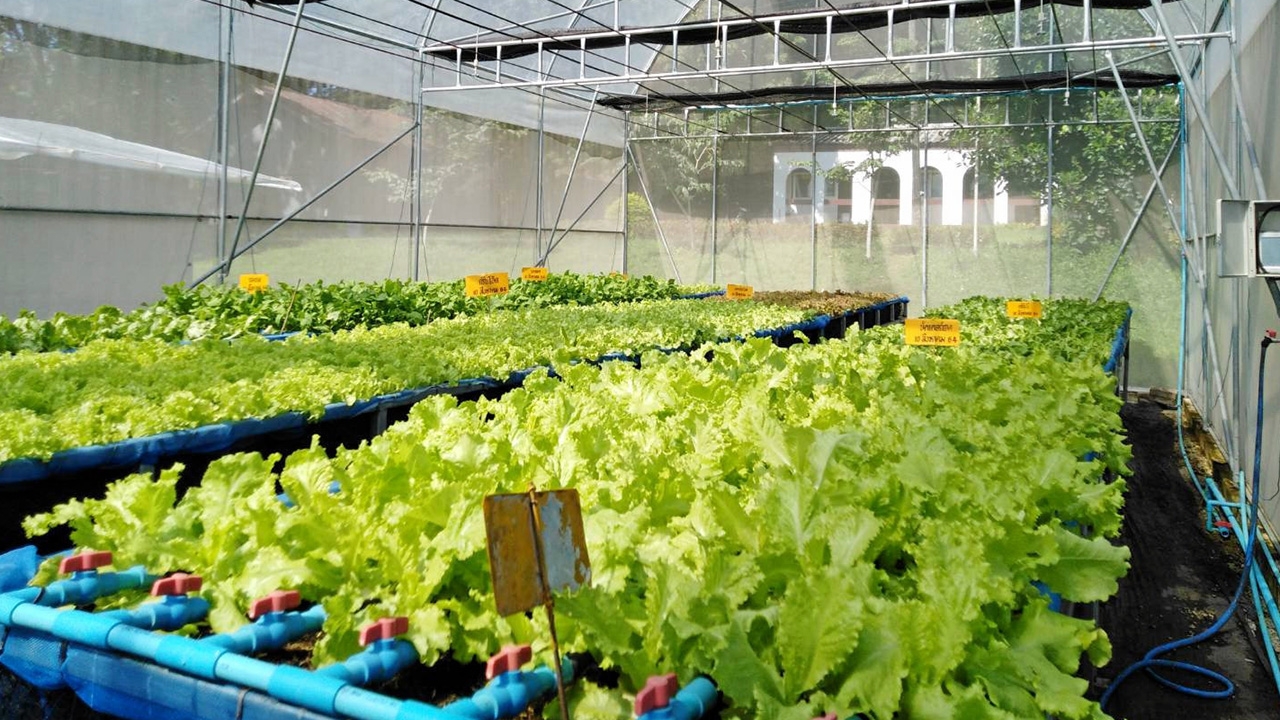 โรงเรือนปลูกผักสำหรับอีสานตอนบน ช่วยเกษตรกรมีกำไรไร่ละ 6 แสนต่อปี