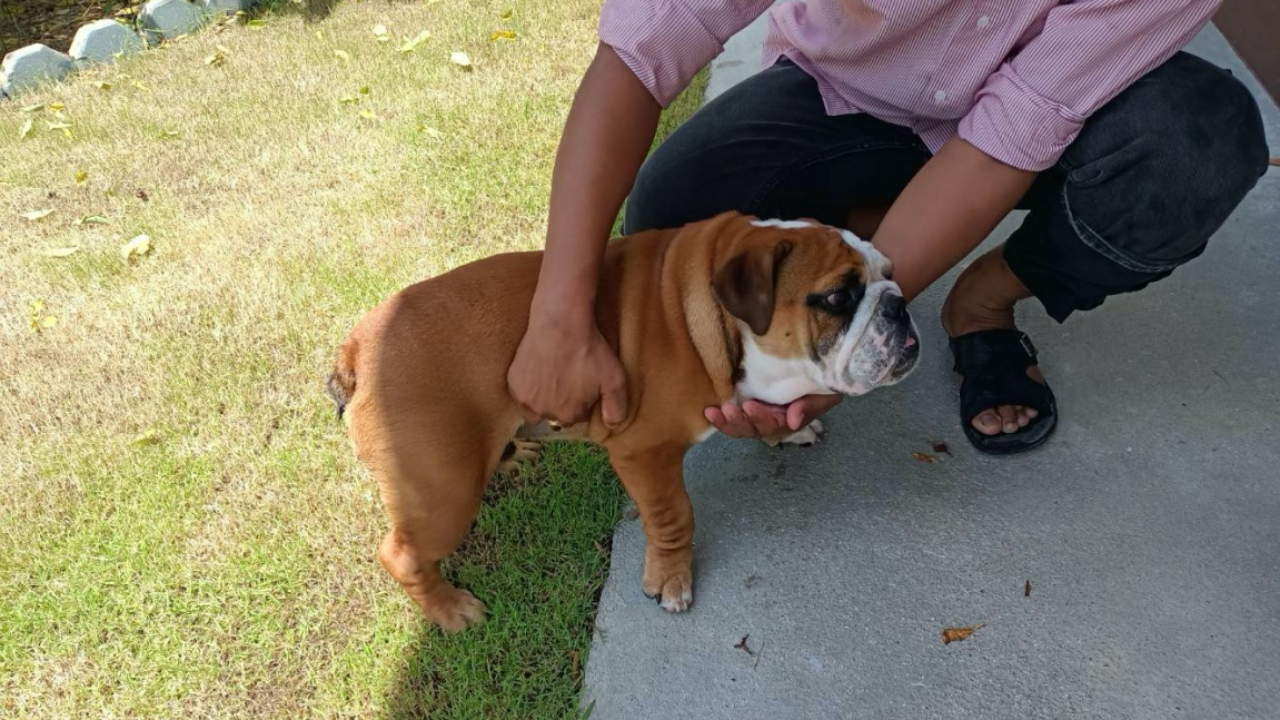 น่าสงสาร "บูลล์ด็อก" หลงทาง เดินเข้าบ้านมาขออยู่ด้วย