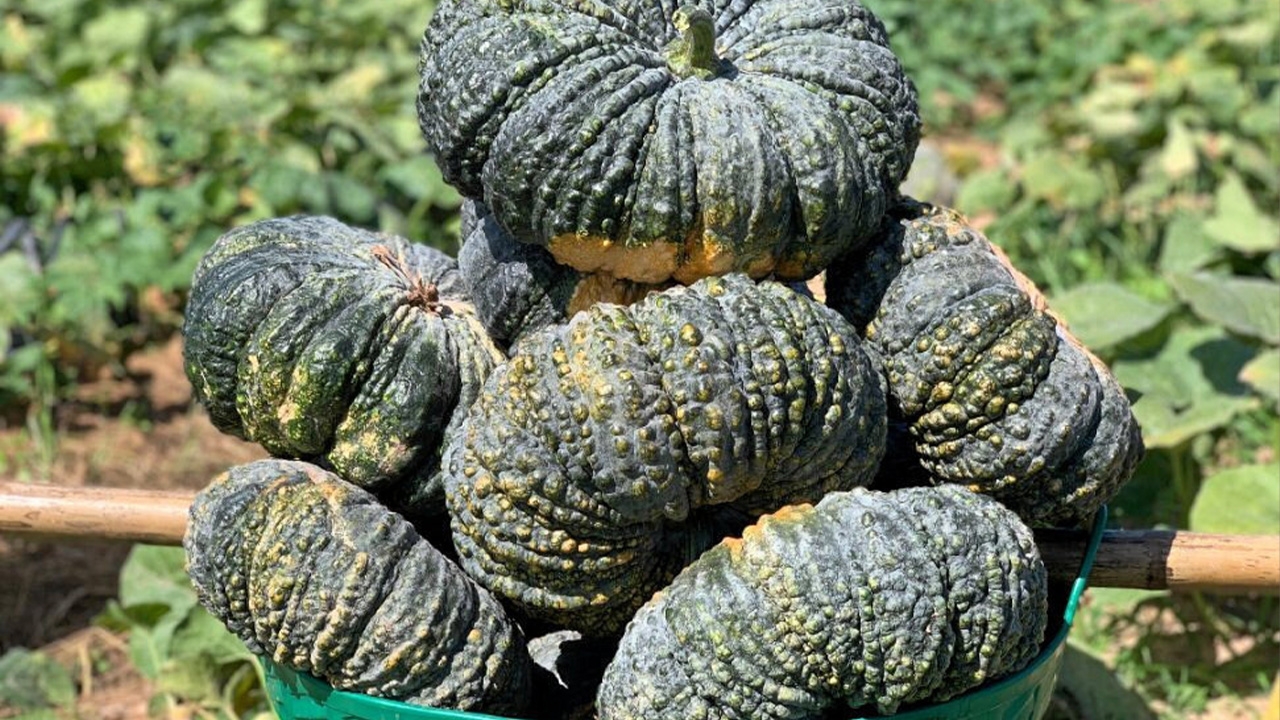 ฟักทองต้านไวรัสใบหงิก