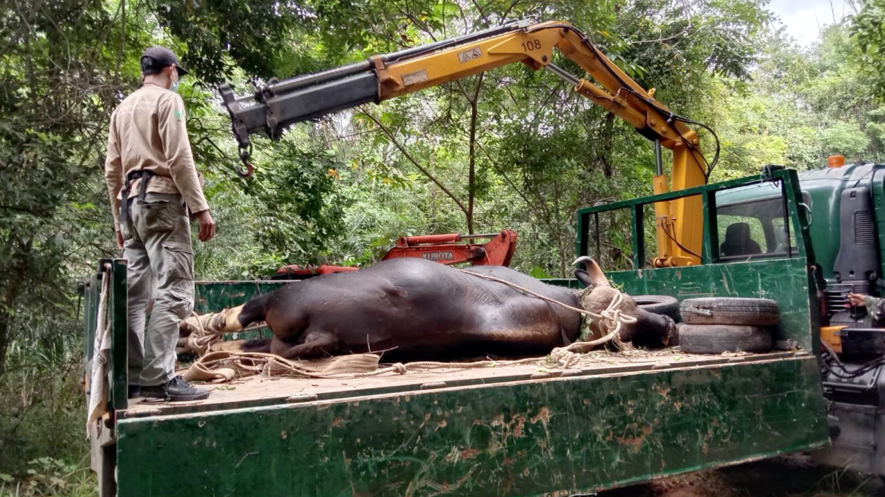 ตัวที่ 2 แล้ว กระทิงยักษ์ หนัก 800 กิโล ถูกไฟฟ้าแรงสูงช็อตล้มตาย