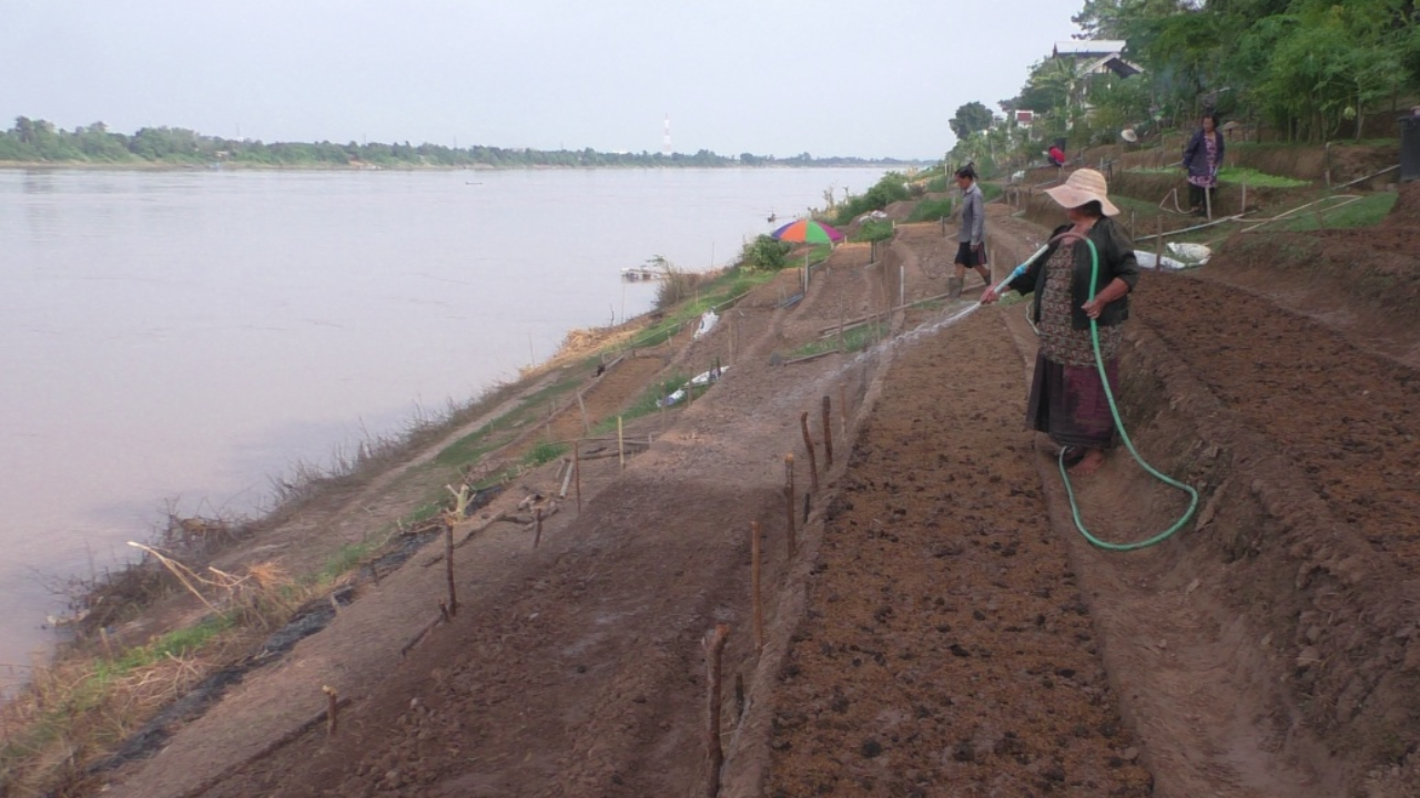 บึงกาฬน้ำโขงลดต่ำสุดของปี ชาวบ้านปลูกผักขั้นบันไดขาย รายได้งาม 