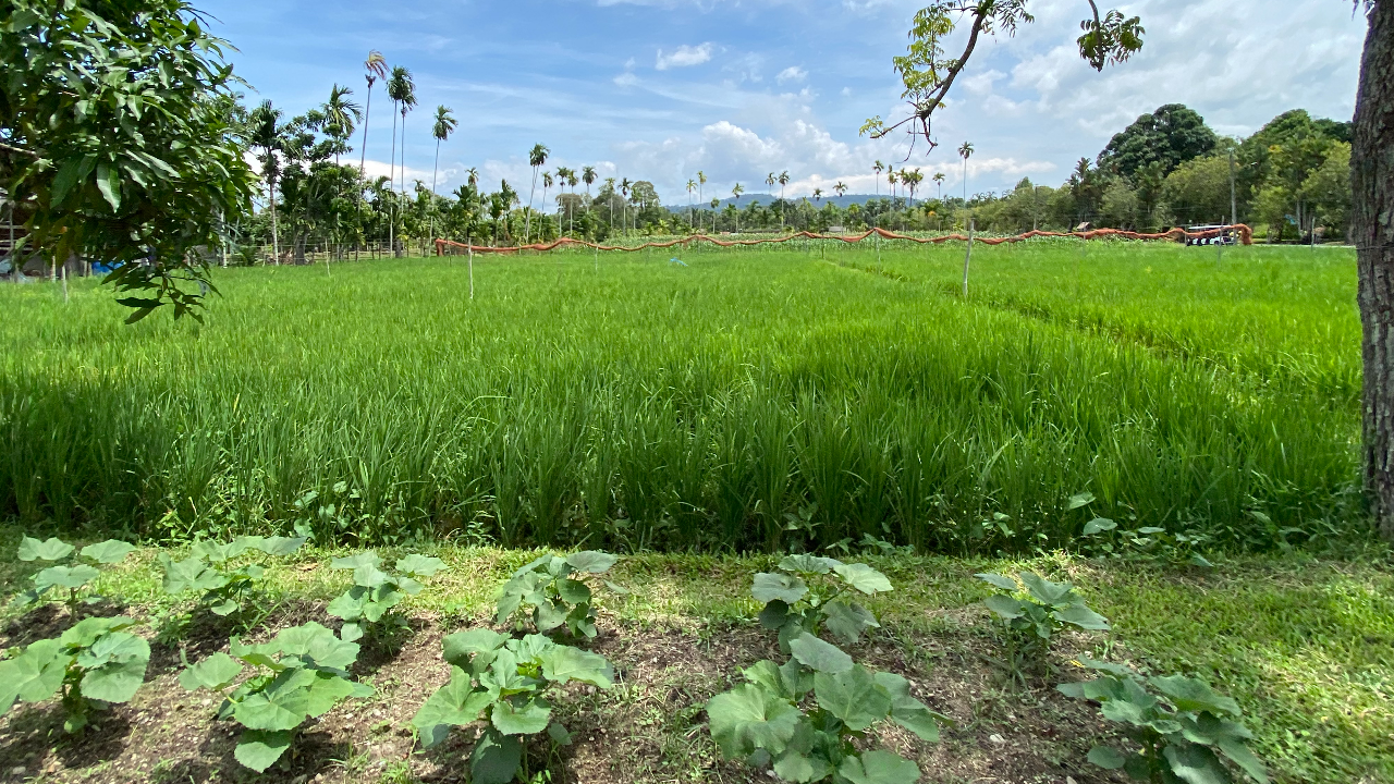 กปร.เผย "โครงการพระราชดำริ" ช่วยพัฒนาคุณภาพชีวิต-อาชีพชาวไทย