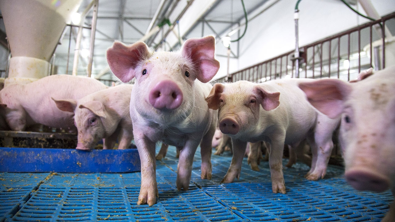 อภินิหารแห่งหมูไทย?