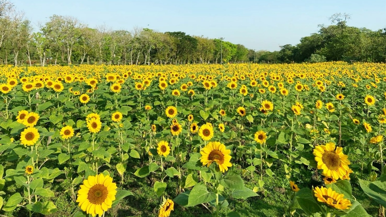 สายเซลฟี่ถูกใจสิ่งนี้ ชวนชม "ทุ่งดอกทานตะวัน" กว่า 3 หมื่นต้น ตลอดเดือน ม.ค.