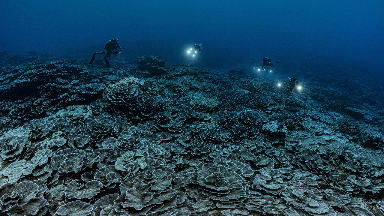 ตะลึง ค้นพบแนวปะการังสภาพสมบูรณ์ใต้ทะเลลึก ความยาวกว่า 3 กม.นอกชายฝั่งตาฮิติ