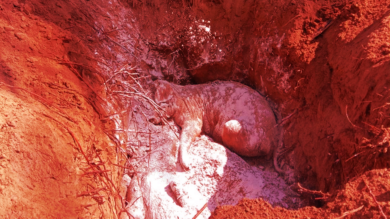 พบ ASF ในฟาร์มหมูที่ประจวบฯ ปศุสัตว์ฆ่ายกคอก ขุดหลุมฝังกว่า 100 ตัว  