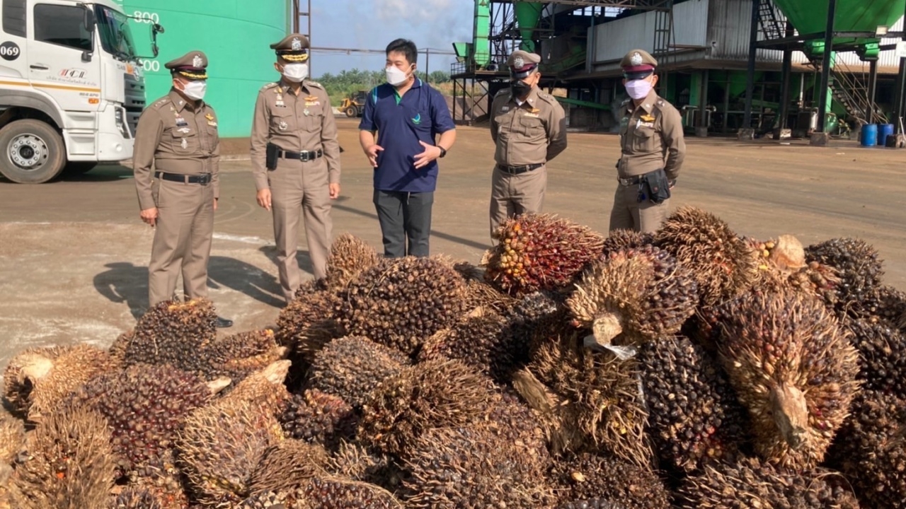 พาณิชย์จับมือตำรวจ เดินสายตรวจสต๊อกปาล์มน้ำมัน หวั่นกักตุนช่วงราคาแพง