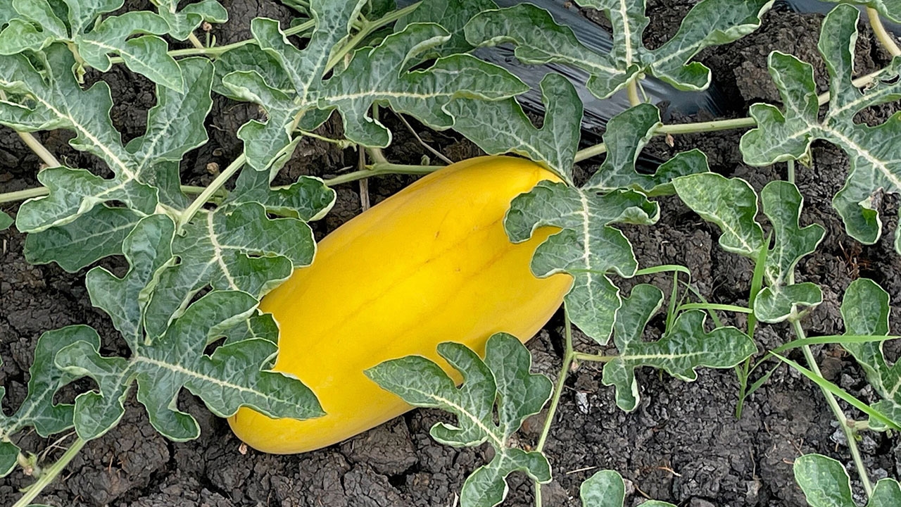 ชวนปลูกพืชใช้น้ำน้อย รายได้ดีกว่าทำนาปรัง