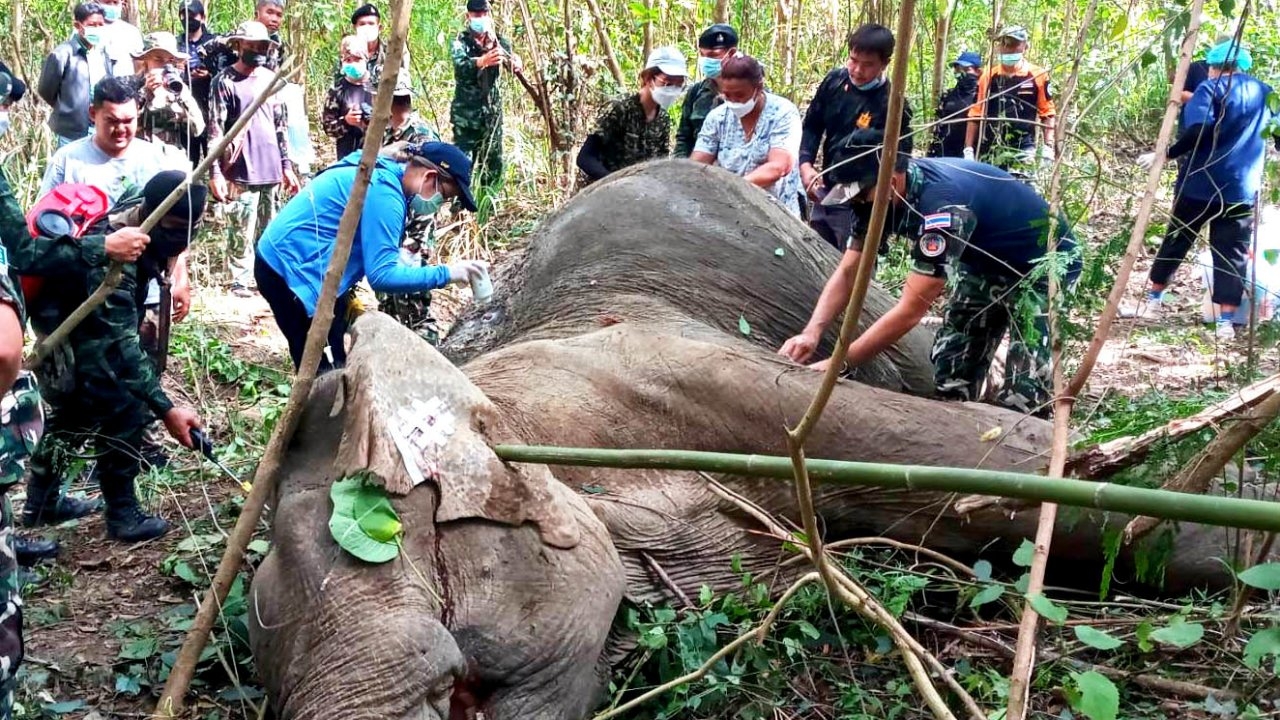 ล้มแล้ว "คุณปู่ป่าละอู" ช้างป่าวัย 60 หลังถูกยิงเจ็บสาหัสมา 2 สัปดาห์