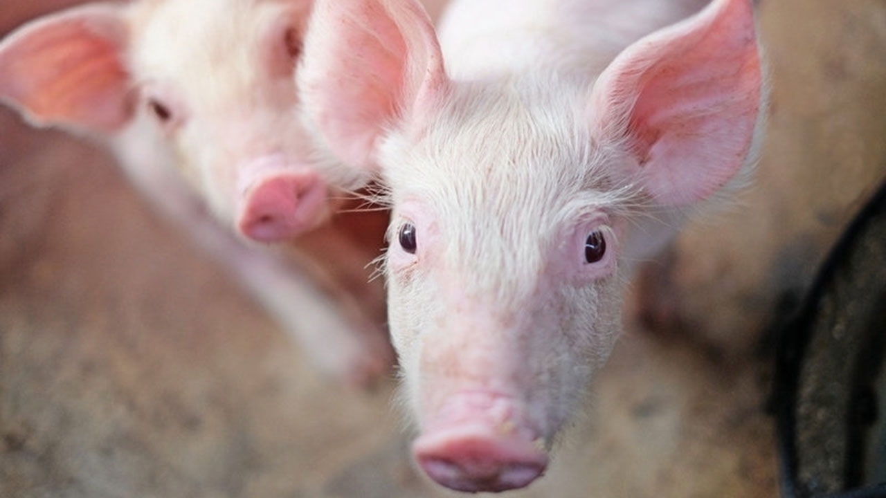 หมูแพง!เท่าค่าแรง ตลาดมืดกิโลละ 120