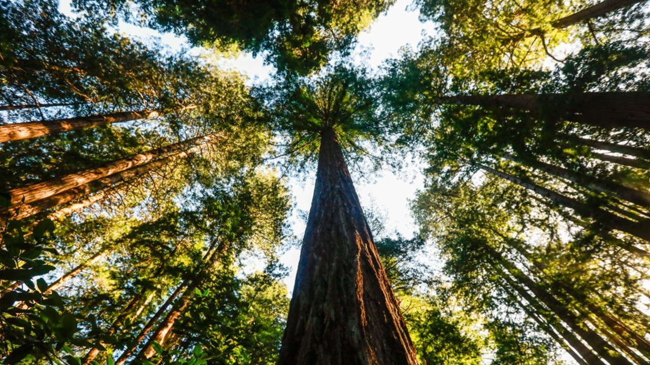 แคลิฟอร์เนียคืนผืนป่าแดงให้ชนพื้นเมืองแล้ว หลังถูกขับไล่หลายศตวรรษ