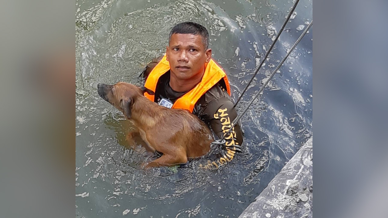 "ร่วมกตัญญู" โดดคลองสาทรช่วย "อีแดง" สุนัขจรจัดพลัดตกน้ำ รอดหวุดหวิด