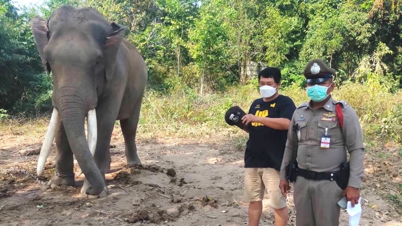 หญิงวัย 48 อยากสะเดาะเคราะห์ แอบลอดท้องช้าง ทำช้างตกใจโดนกระทืบดับคาที่