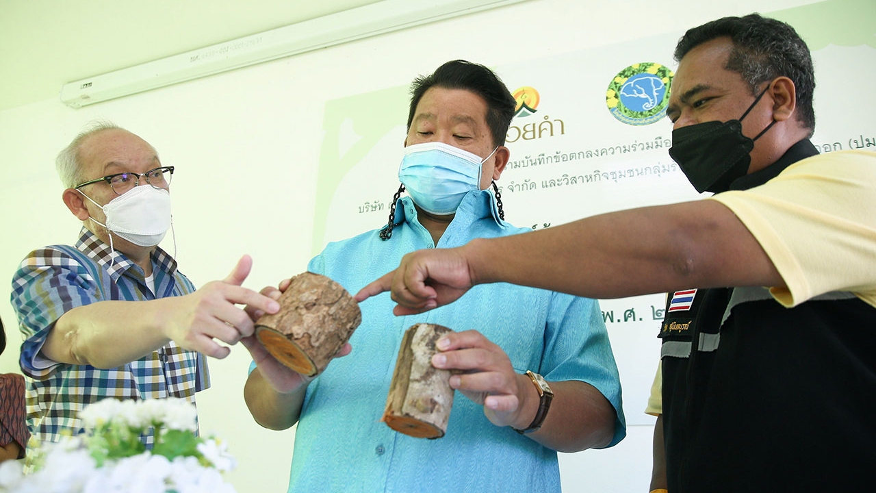 โครงการดอยคำร่วมรักษ์ช้าง ผลักดันไม้ฝางเพื่อเกษตรกรไทย