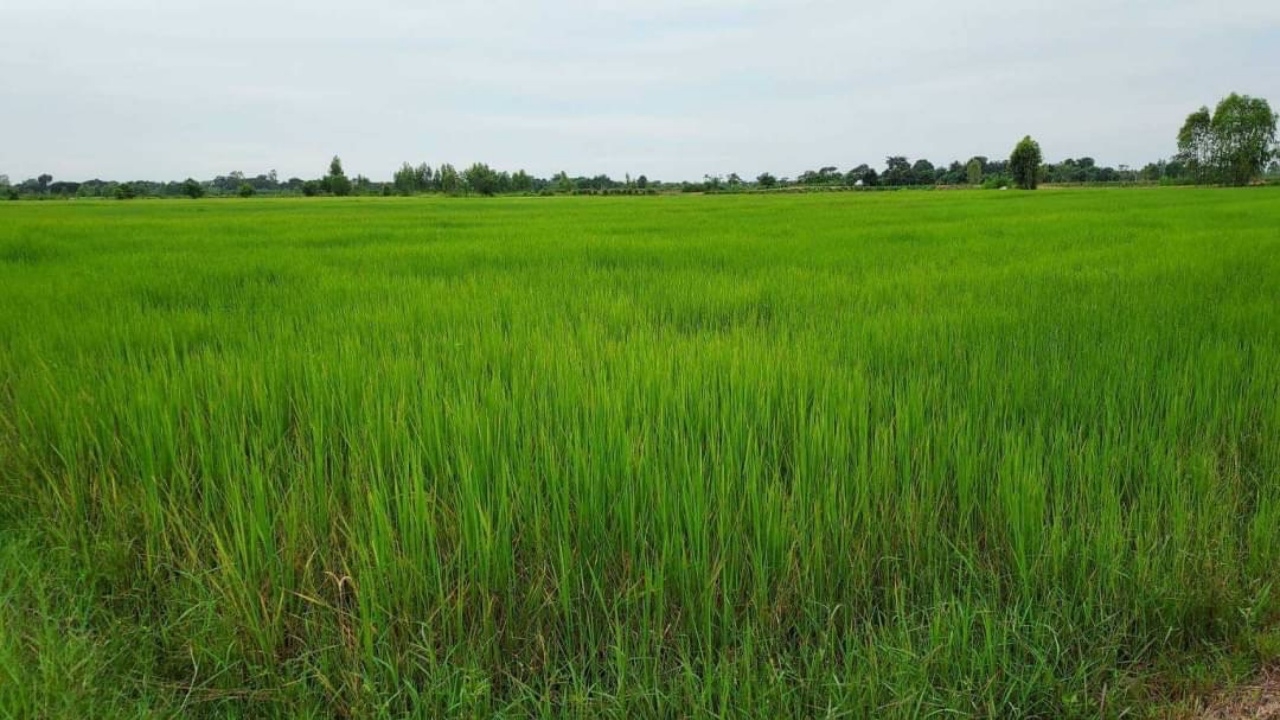 ศมข.ขอนแก่น แนะเกษตรกรซื้อเมล็ดพันธุ์ข้าวคุณภาพ โตเร็ว ผลผลิตสูง