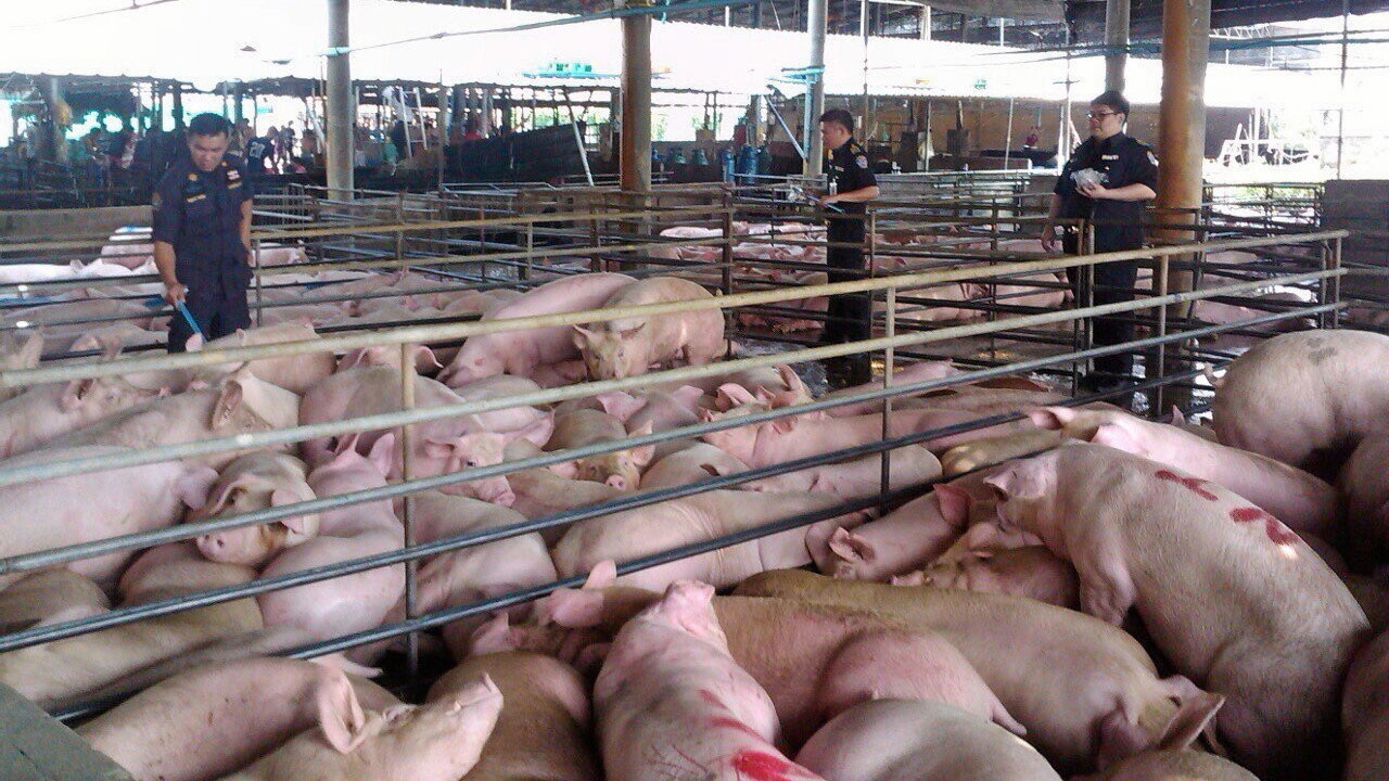นำเข้าหมู..แก้ปัญหาแพง ระวังพังทั้งองคาพยพ