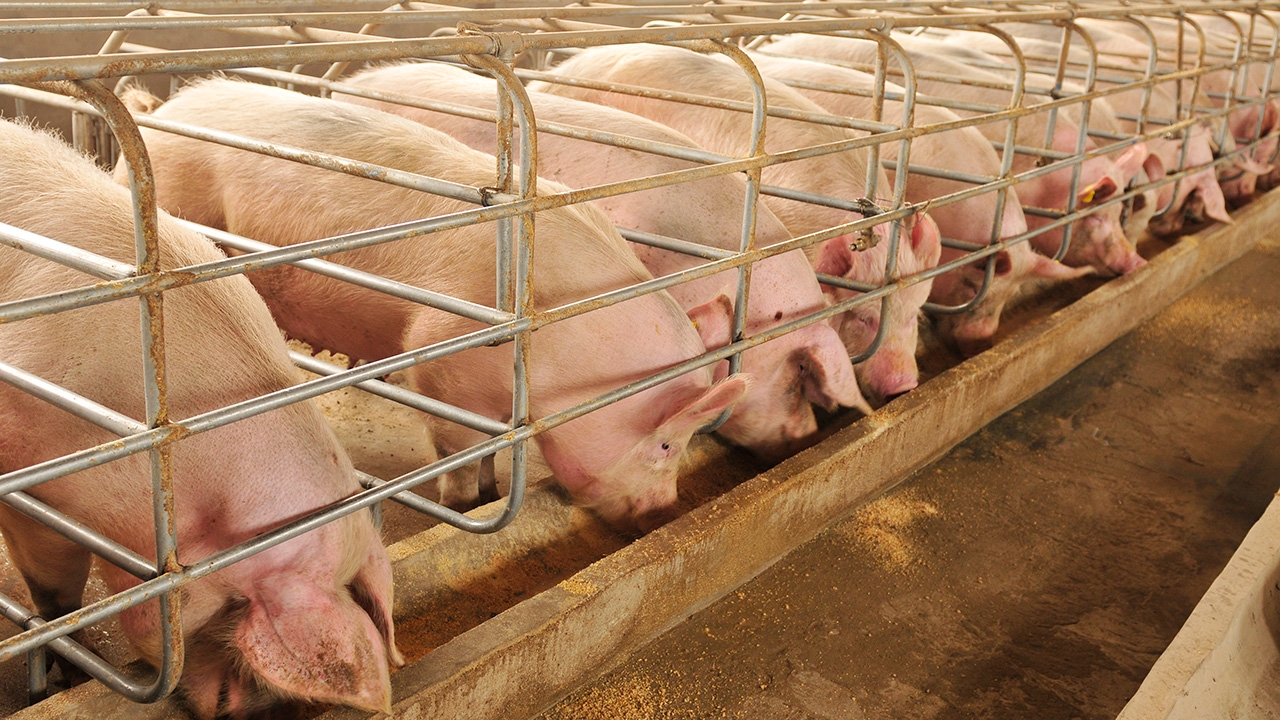 เรื่องหมู...หมูของกลุ่มทุนใหญ่