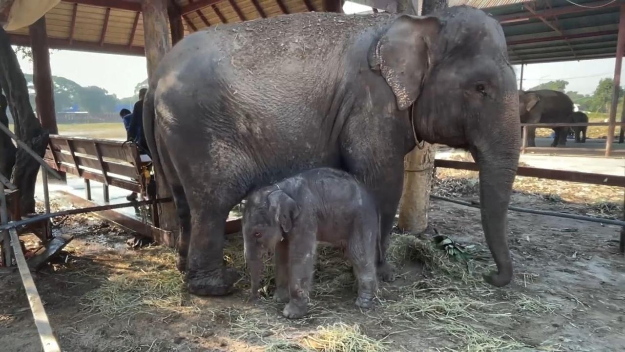 "พังบัวน้อย" แม่ช้างของวังช้างแลเพนียดอยุธยา ตกลูกตัวที่ 91 รับปีใหม่ 65