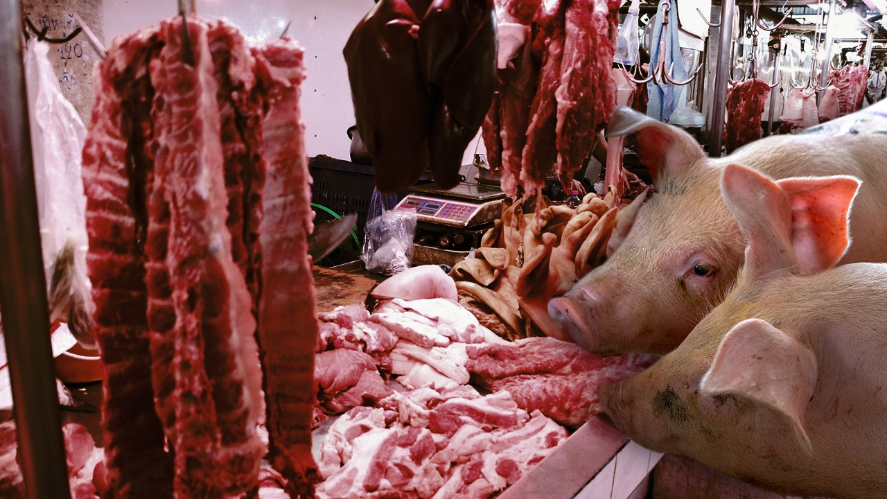  ต้นเหตุหมูแพง ไทยปลอด "อหิวาต์แอฟริกา" จริงหรือ โรคระบาดอัตราตายสูง ติดง่าย
