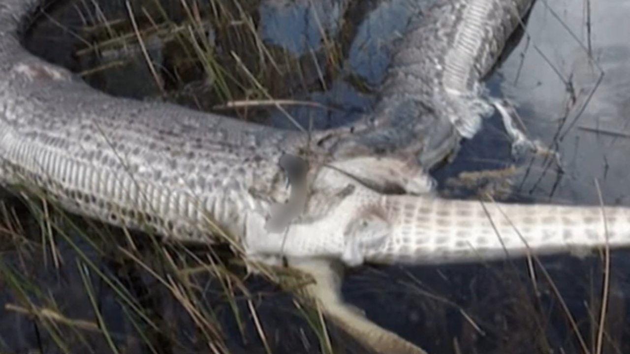 หาง-ขาไอ้เข้ทะลุ สุดสยอง งูหลามยักษ์เขมือบจระเข้ จนท้องแตกตาย  