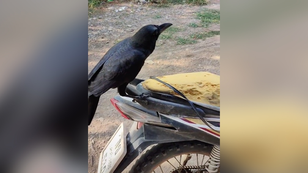 "สมชาย" อีกาขี้วีน เจ้าของบ่น จิกเบาะรถพัง เจอถามกลับ "ทำไม" (คลิป)