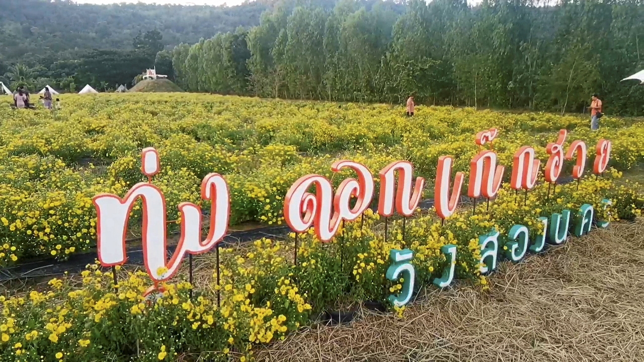 ทุ่งดอกเก๊กฮวยรับลมหนาว