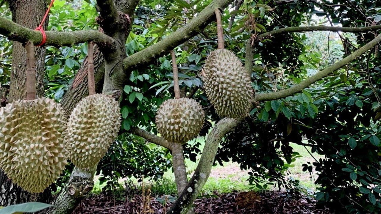 ทุเรียนมาตรฐาน GAP เปลี่ยนชีวิตชาวสวนบึงกาฬ