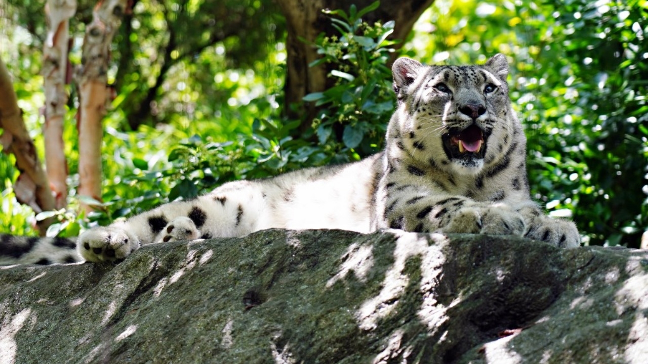 เศร้า เสือดาวหิมะ สวนสัตว์อิลลินอยส์ ตายหลังติดเชื้อโควิด-19